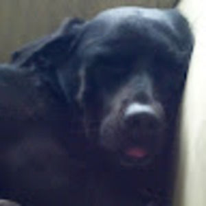 Meet your Posher, Gabriel